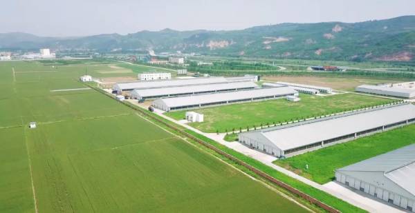 91香蕉APP在线观看甄选北纬34°｜好牧场，成就新鲜好奶源